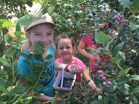 blueberry picking